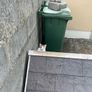 Free kittens in search of a loving home Image 2