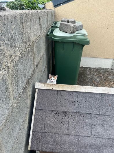 Free kittens in search of a loving home