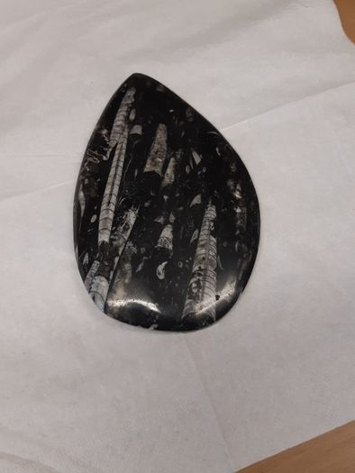 orthoceras fossil