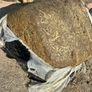 Maize - Beet Bales Image 4