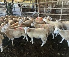 Easycare sheep