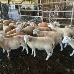 Easycare sheep