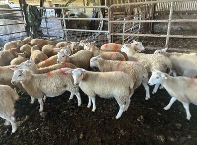Easycare sheep