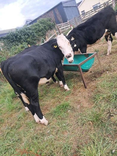 heifers