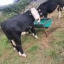 3 white heifers Image 3