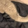 woman's Michael kors jacket Image 4