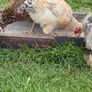 Cream legbar rooster Image 2