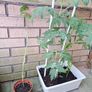 Tomato plants Image 3