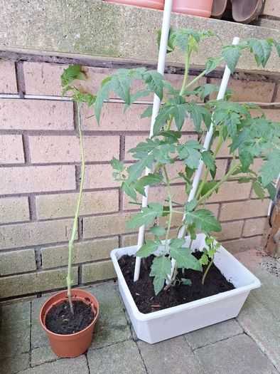 Tomato plants