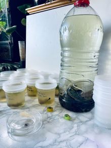 Ranitomeya tadpole tubs