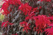 Amaranthus seeds