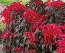 Amaranthus seeds