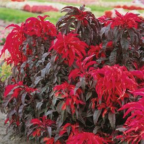 Amaranthus seeds