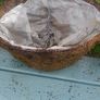 hanging baskets Image 3