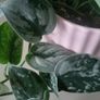 Scidnapsus pictus " Silver Ann" Satin pothos. House plant Image 3