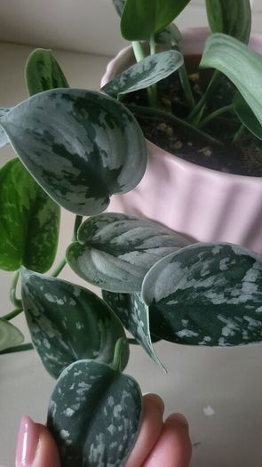 Scidnapsus pictus " Silver Ann" Satin pothos. House plant