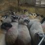Brockie ewe lambs Image 9