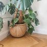 plants Image 2