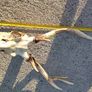 sika head Image 4