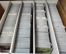 Pokemon Bulk