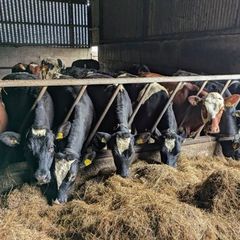 Yearling Heifers