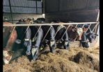 Yearling Heifers