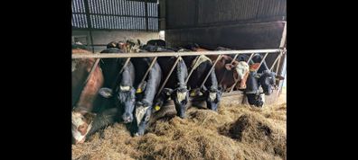 Yearling Heifers