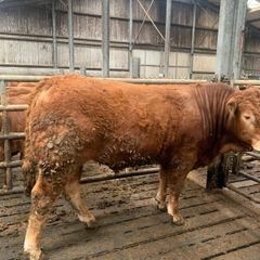 PBR Limousine Bull