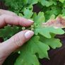 Mature Oak Tree in a Pot Image 4