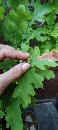 Mature Oak Tree in a Pot