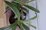 Houseplants