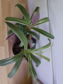 Houseplants