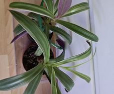 Houseplants