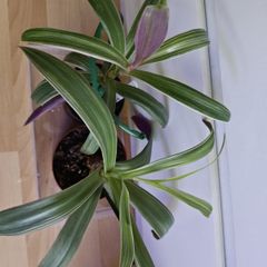 Houseplants