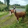 Llama Image 3