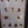 3 x vintage cigarette card's,  pub's  boat's and animal heads Image 5
