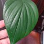 Rhaphidophora Decursiva Dragon tails Image 5