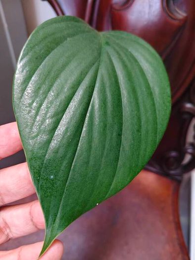 Rhaphidophora Decursiva Dragon tails