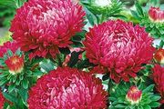 (A) Aster Lady Coral Brilliant seeds 0,2 g (414611)