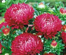 (A) Aster Lady Coral Brilliant seeds 0,2 g (414611)