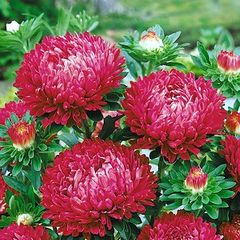 (A) Aster Lady Coral Brilliant seeds 0,2 g (414611)