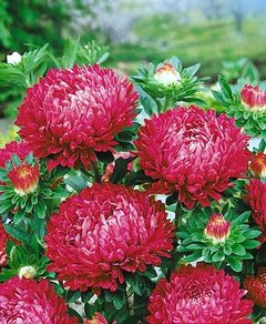 (A) Aster Lady Coral Brilliant seeds 0,2 g (414611)