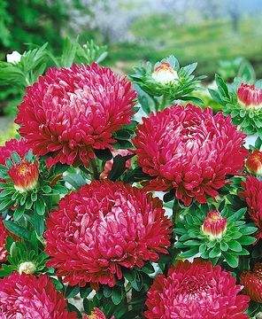 (A) Aster Lady Coral Brilliant seeds 0,2 g (414611)