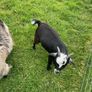 Pet pygmy kid goats Image 3