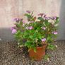 Plant and Pot Image 4