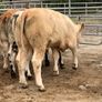 4 super bulling heifers Image 6