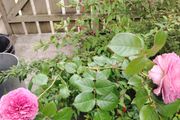 Rose plant