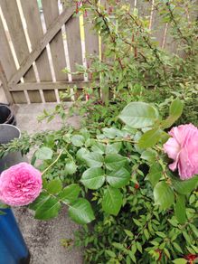 Rose plant