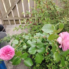 Rose plant