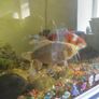 assorted large gold fish Image 4